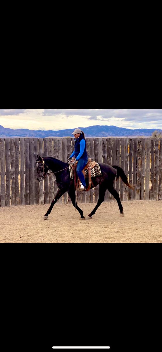 PMontanye's tweet photo. A few pictures from Gryffs first week of bootcamp! He’s a sound and happy boy! #ItTakesanArmy #IfThoseLegsCouldTalk  @DernKaty @HoganEquine @LuisCastroDVM @LegacyHorseCO https://t.co/Y2mhB9UX6G