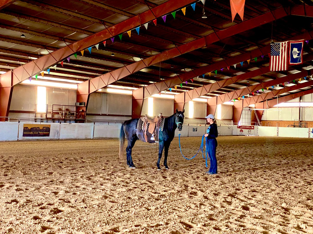 PMontanye's tweet photo. A few pictures from Gryffs first week of bootcamp! He’s a sound and happy boy! #ItTakesanArmy #IfThoseLegsCouldTalk  @DernKaty @HoganEquine @LuisCastroDVM @LegacyHorseCO https://t.co/Y2mhB9UX6G