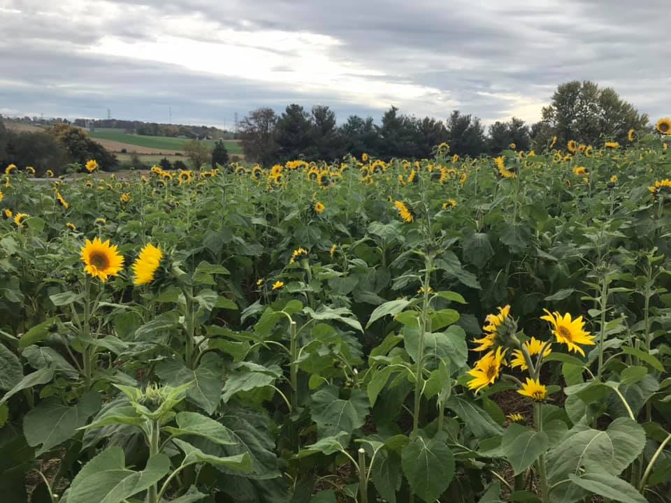 dayton_va's tweet photo. A new field of sunflowers is blooming in Dayton. It’s a beautiful day for family photos or picking to brighten up your home. Have we mentioned how much we LOVE the Dayton community?!?!🌻 https://t.co/m8QkDuBnUA