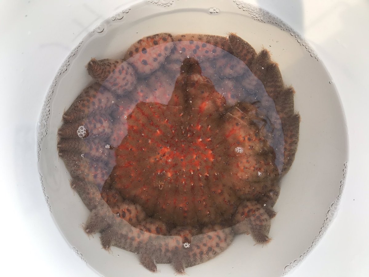 o_jgraham's tweet photo. Met the ultimate squidge!
Completely smitten with this sunflower #seastar 😍 Thanks for the introduction, Julia Kobelt!
#PycnoNomNom #pycnopodia https://t.co/uAbiHZQeIn