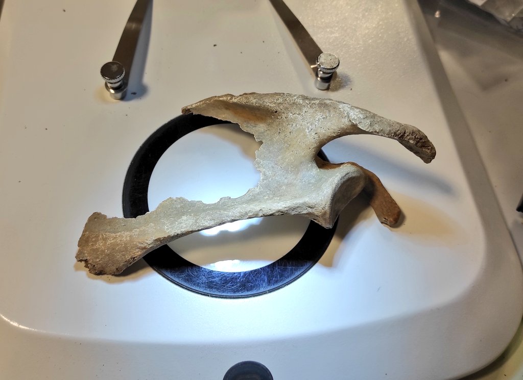 Miguel_preh's tweet image. Some hungry carnivores have been here... 😏🐺💀 #RocDeLesOrenetes #RocOrenetes #ForensicTaphonomy #CollectiveBurial #BronzeAge #Scapula #CarnivoreModification