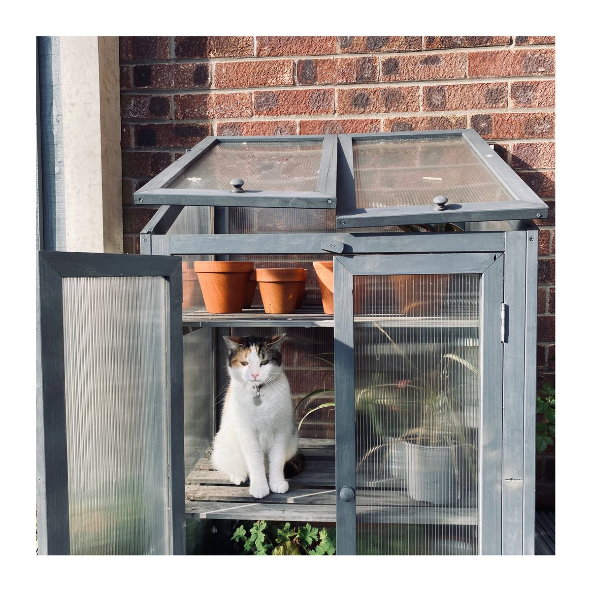 posner_nome's tweet photo. Margot #ififitsisits #fluffycatsofinstagram #posnerandposner #margot #catsofinstagram #catinthegreenhouse https://t.co/hv6kHvIgeO