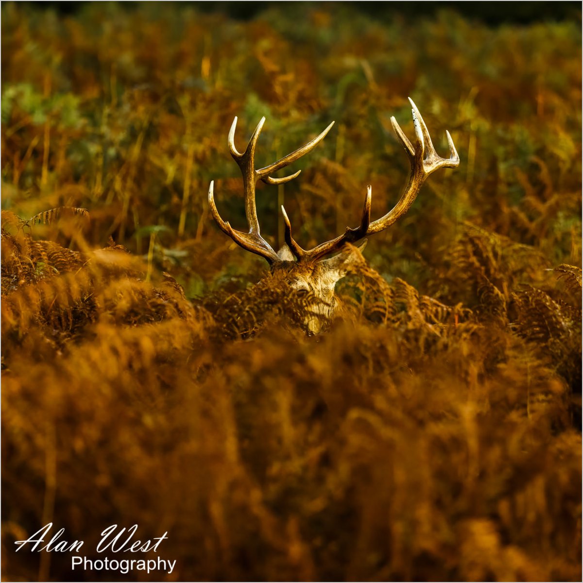 AlanStevenWest's tweet photo. I went to Bushey Park today to photograph the Deer. The colours were beautiful but some of the deer just didn't want to be photographed.

© Alan West Photography

#photograghy  #deer #bbcspringwatch #britishwildlife #britishwildlifephotography #britishmammals #busheypark https://t.co/QciRcKhdt5