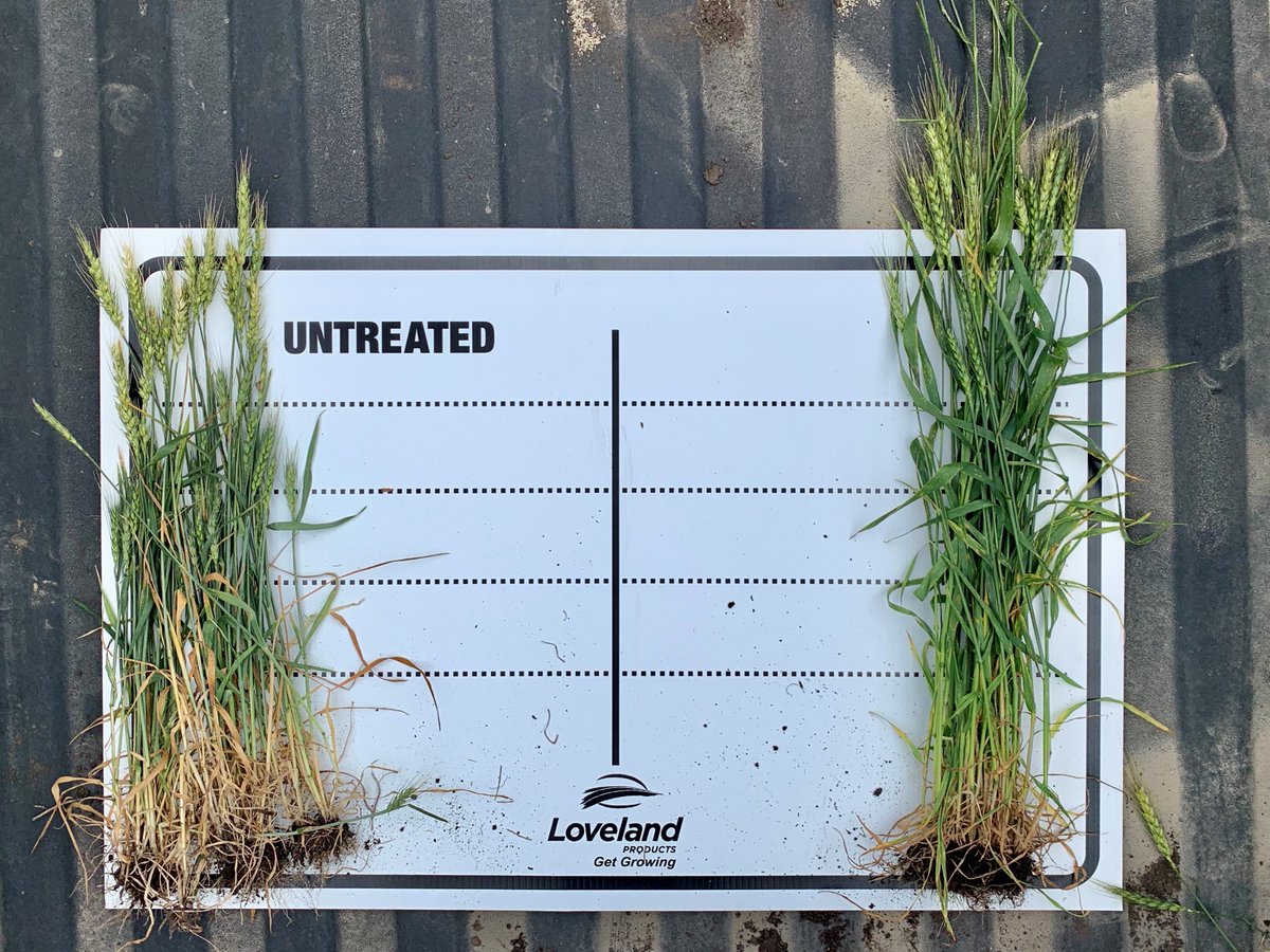 NutrienAgRetail's tweet photo. The 🌾 on the right is treated with Loveland Products.

Radiate and Maximum N-Pact give you a yield that benefits both the farm and the farmer.

Pro Tip: Loveland Products invests in a more sustainable operation because they offer SRN (slow-release nitrogen) products. https://t.co/8ePMSGHa9J