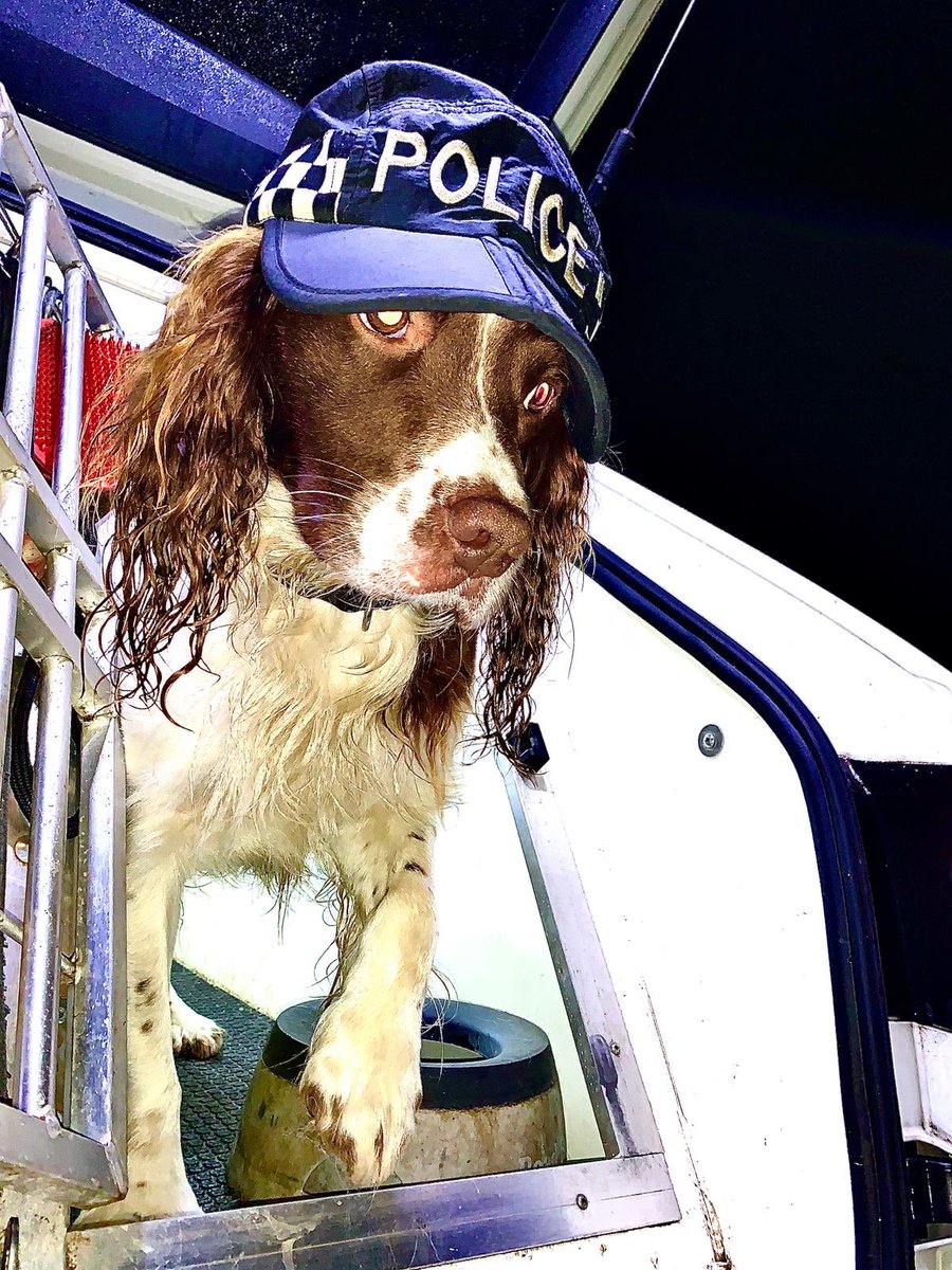 NSPoliceDogs's tweet photo. PD Barry doing his best to keep his locks dry in the rain ☔️ But always ready to help out on warrants, large amount of cannabis sniffed out by him in @FelixWoodPolice @SuffPol Well hidden criminals, but not well enough for this boy! #goodeffort #thenoseknows #853 https://t.co/NTJyc2BnCn