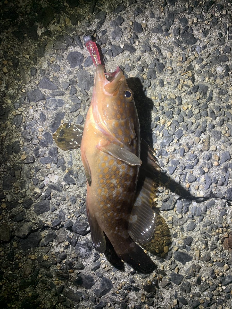 10Doken's tweet photo. 山口県内某所、キジハタ2匹(リリース)生存確認しました。
昨年度の最後は11月10日でした。 https://t.co/qiBiKI90Mx