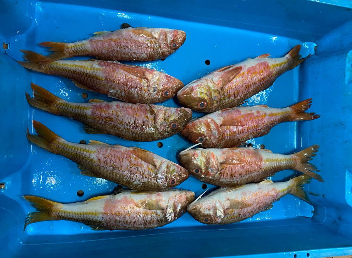 desficacis's tweet photo. Peixet de la subhasta de Dénia, espectacular! 
#Bacora
#Llampuga
#Molls https://t.co/3SEKqGwCUg