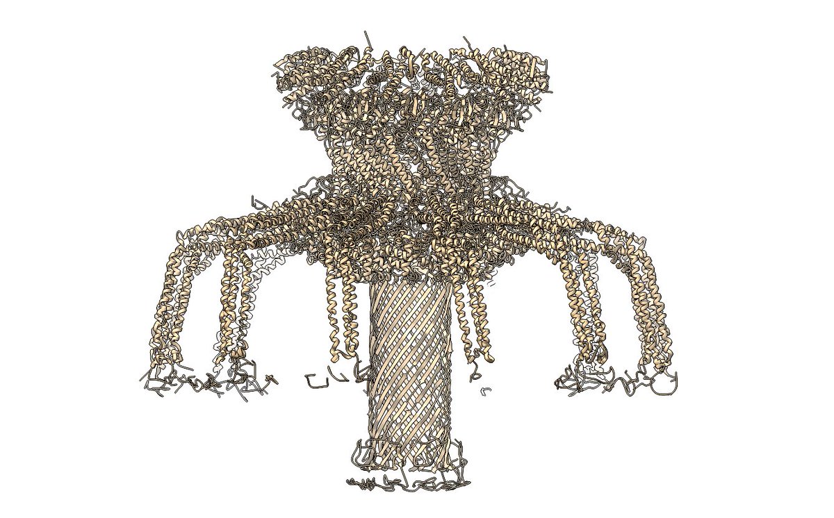 F4ustus's tweet photo. I've been happily using #cryoEM #DeepTracer for a while https://t.co/Y6tL0629lM Out of curiosity, I tried to submit a map of a tail of phage P68 solved at 3.9 A (EMD-4435), which I built manually ~3y ago. This was a really hard nut to crack. Deeptracer solved it in 30 minutes... https://t.co/lo7Hn5Uovh
