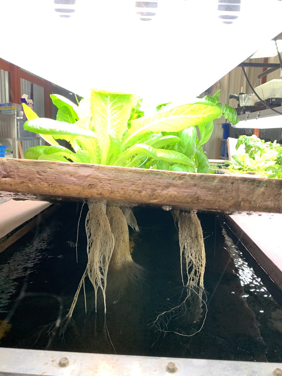 hope_cen's tweet photo. #aquaculture #aquaponic https://t.co/UDkMAD2Jh3