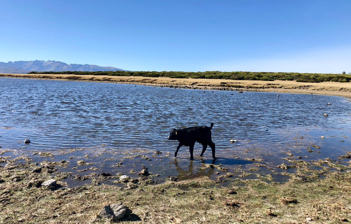 AecraniN's tweet photo. El nacimiento del río Alberche es una de las zonas más bonitas de la provincia de #Avila
Compartimos con vosotros estas bellas imágenes
#avileña #100x100nuestro #ElCampoNoPara #beautifulcow https://t.co/Y31NwQ1DQE
