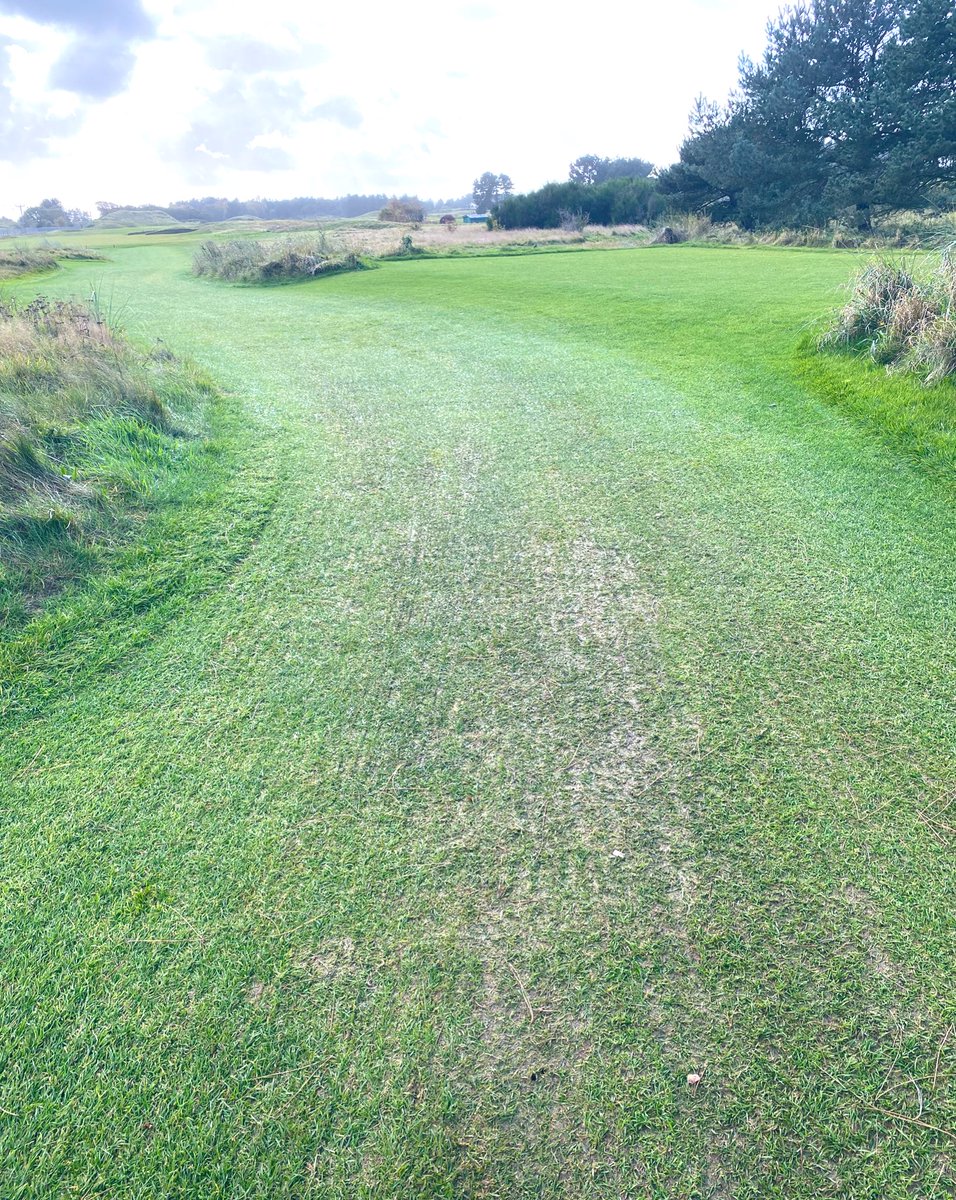 Hillside_Greens's tweet photo. Being messaged “How do the paths look now after a season?” After the busiest season ever in the clubs history with many, many rounds of golf, buggies, trolleys and record rainfall on a heavy links site this is the only wear we have 😳 Guess what’s holding water ? 🙄@Hillside_GC https://t.co/dhzHTeqqas