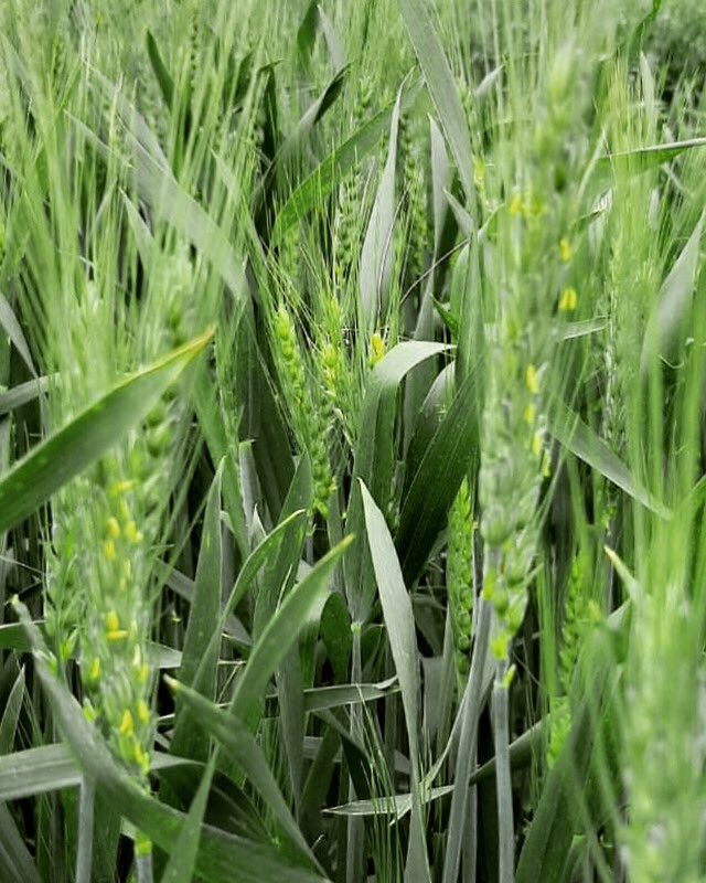 AgrarSur's tweet photo. Los campos se van llenando de espigas...

#NuevaCampaña #CultivoDeInvierno #Espiga #Verde #ColorDeCampo #CampoArgentino #InstaCampo https://t.co/6nqGz1d8AW