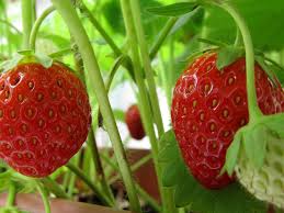 EWestaway's tweet photo. Please join @jeremy1les @EWestaway and #AnnaClayton @EC_Magazine for the #ECWeek2020 session:
'How can urban growing help tackle #food insecurity and the #climateEmergency?'
Tuesday 27th October 2020: 1200-1300
https://t.co/Hxs27X7l0k 
#nutrition #socialprescribing #agroecology https://t.co/k2HTZfCKdY