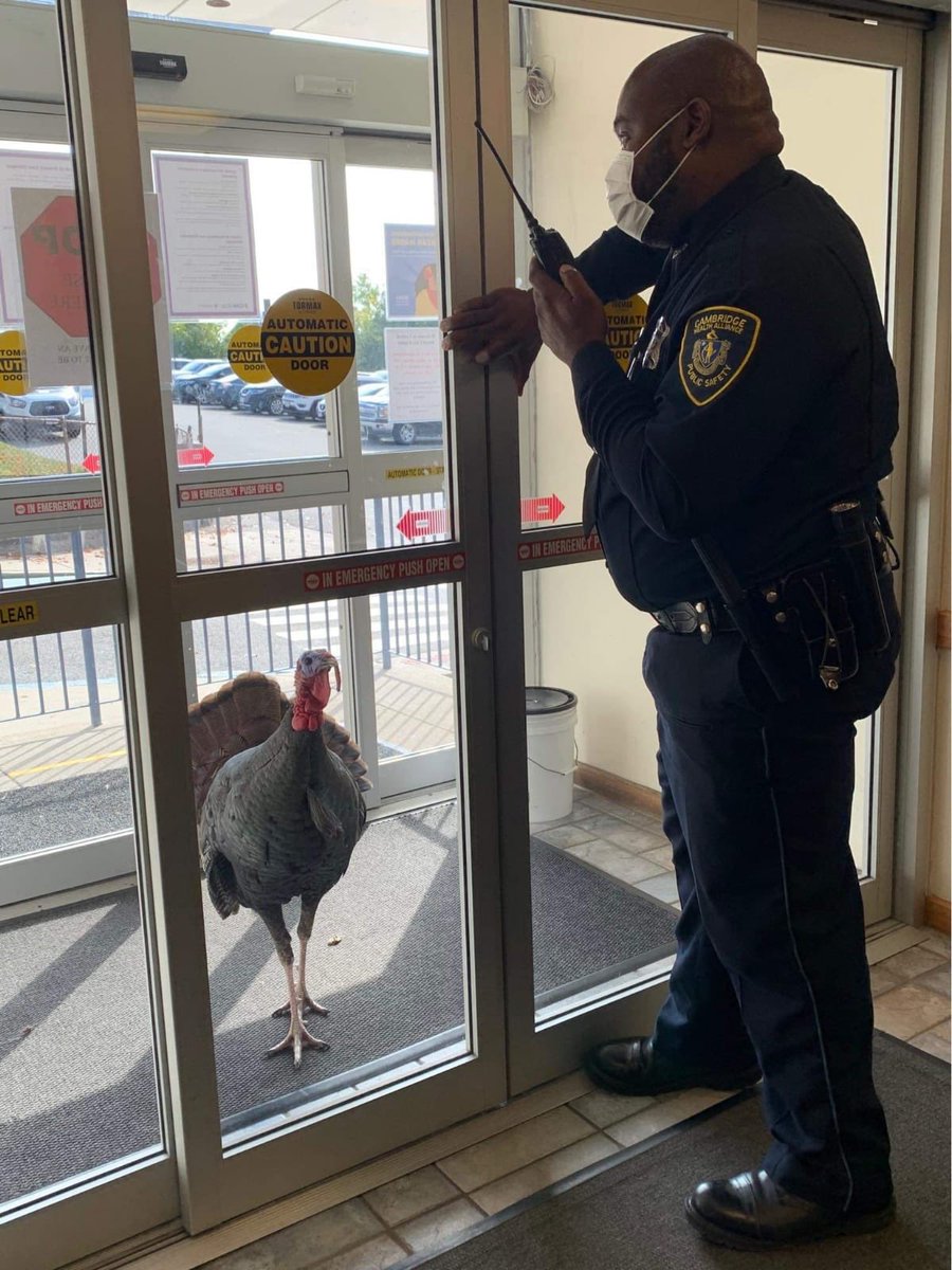 ChungaStereo's tweet photo. A turkey tried to sneak into a hospital in Boston today 

At the Cambridge Health Alliance clinic on Central St in Somerville 

Picture send by Boston Chris 

#Boston #Thanksgiving #massachusetts #Turkey #somerville #bostonhospital https://t.co/wot5SeEXgm