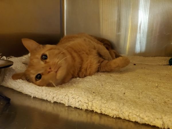 greene_humane's tweet photo. Meet Fritz🐱 Fritz is a handsome orange tabby that is looking for a forever home. He does well with other cats. He loves to be affectionate, get his head scratched, and will purr very loudly! Think you are a match? Click the link for more information ⬇️
https://t.co/yBy7dK5fRC https://t.co/Zh9MzGC9SS