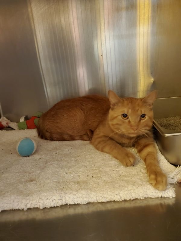 greene_humane's tweet photo. Meet Fritz🐱 Fritz is a handsome orange tabby that is looking for a forever home. He does well with other cats. He loves to be affectionate, get his head scratched, and will purr very loudly! Think you are a match? Click the link for more information ⬇️
https://t.co/yBy7dK5fRC https://t.co/Zh9MzGC9SS