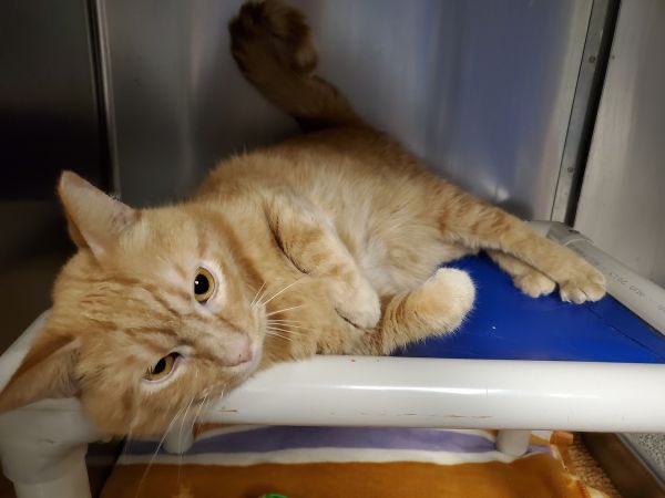 greene_humane's tweet photo. Meet Sawyer! He was surrendered to us because his owner moved and couldn’t take him. Sawyer is sweet and loving and enjoys playing with mouse toys. He would make a fantastic addition to your home. Click the link to find out more info about adopting Sawyer 
https://t.co/ouzEgcRM6v https://t.co/r615IfQGx1