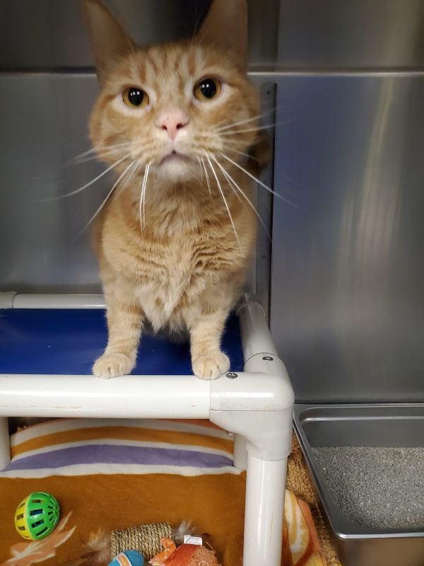 greene_humane's tweet photo. Meet Sawyer! He was surrendered to us because his owner moved and couldn’t take him. Sawyer is sweet and loving and enjoys playing with mouse toys. He would make a fantastic addition to your home. Click the link to find out more info about adopting Sawyer 
https://t.co/ouzEgcRM6v https://t.co/r615IfQGx1