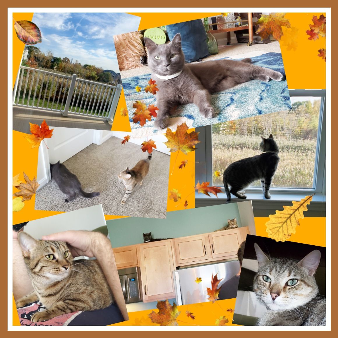spacekittyexp's tweet photo. We're getting comfortable at our new home in Massachusetts! It's a big change but I think we're going to like it here. 🍂❤😸❤🍂 #bigmove #spacekittyexpress #catnipalternatives #cattoys #SmallBusiness #catnip #silvervine #honeysuckle #valerianroot #herbal #enrichment #cats https://t.co/ot1wkeBzsz