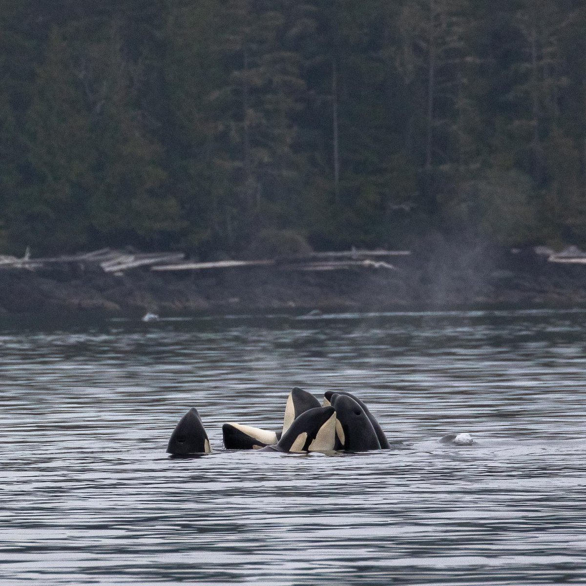 Nothing cures the #Mondayblues like cuddling killer whales! This iconic shot was taken by Skipper Scotty in Telegraph Cove this past season. 📷 Credit: Scotty Turton #powtelegraphcove #whalewatching #gonorthisland #NRKW