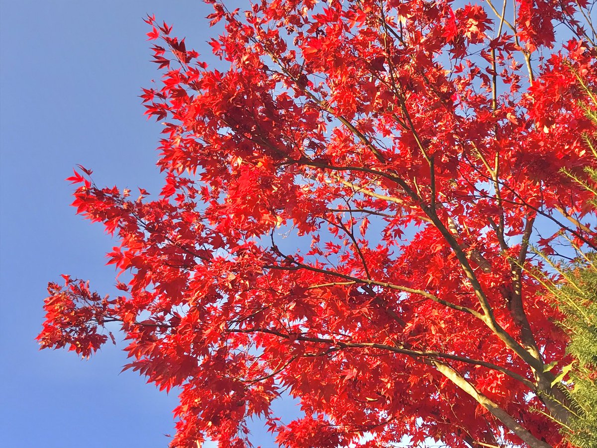#紅葉 #Herbstfärbung