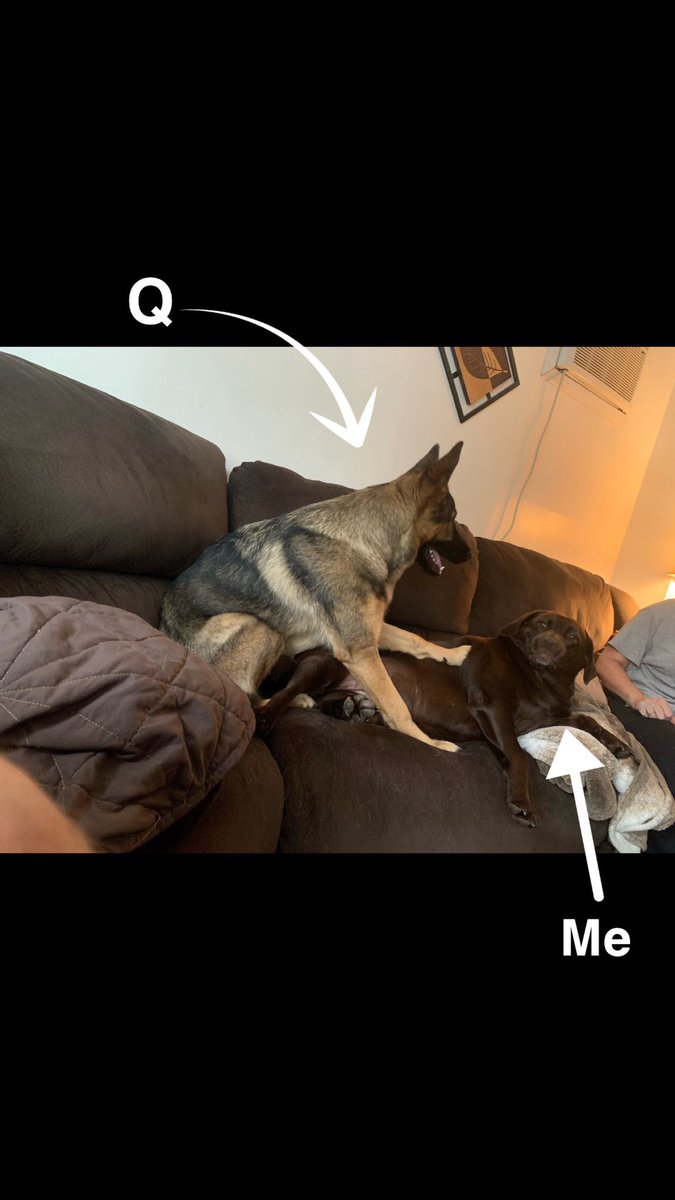 0xbridgette's tweet photo. A representation (courtesy of Coco and Izzy) of how I feel when Q wants to constantly snuggle https://t.co/ajkcrBOVqS