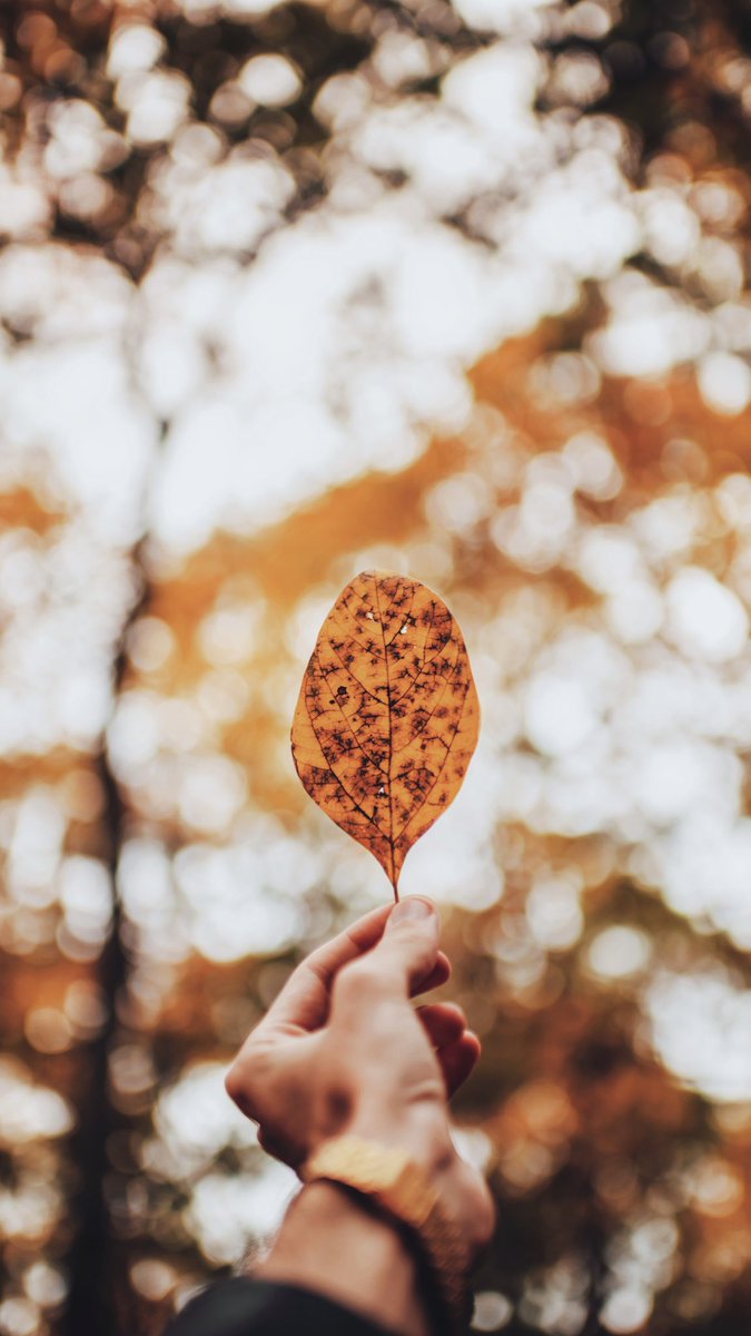 Brandonwoelfel's tweet photo. It’s that time of year... fall wallpapers🕸🕷🍂 https://t.co/167Uvc1e34