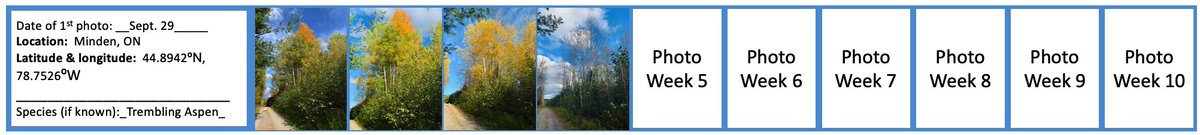 TLJKelly's tweet image. Here's tree across the driveway - I started taking photos later when I realized it was the only one turning orange at the very top.  #ProjectTree