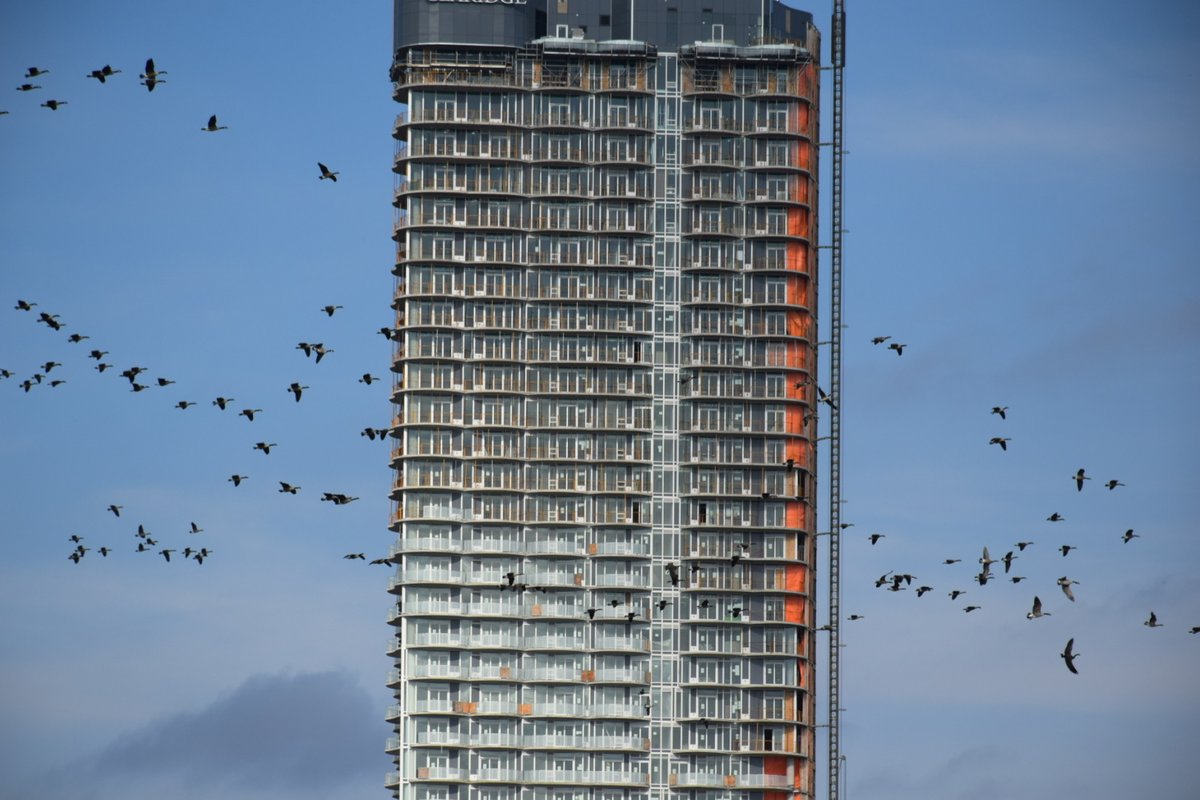 Claude Charbonneau (@claude_klod) on Twitter photo <a href="/ClaridgeHomes/">Claridge Homes | Ottawa Builder #ClaridgeHomes</a> Do you know that residents of the claridge icon will get a prime view of migrating birds? Flocks of gesses fly very close to it. <a href="/ClaridgeHomes/">Claridge Homes | Ottawa Builder #ClaridgeHomes</a> Do you know that residents of the claridge icon will get a prime view of migrating birds? Flocks of gesses fly very close to it.