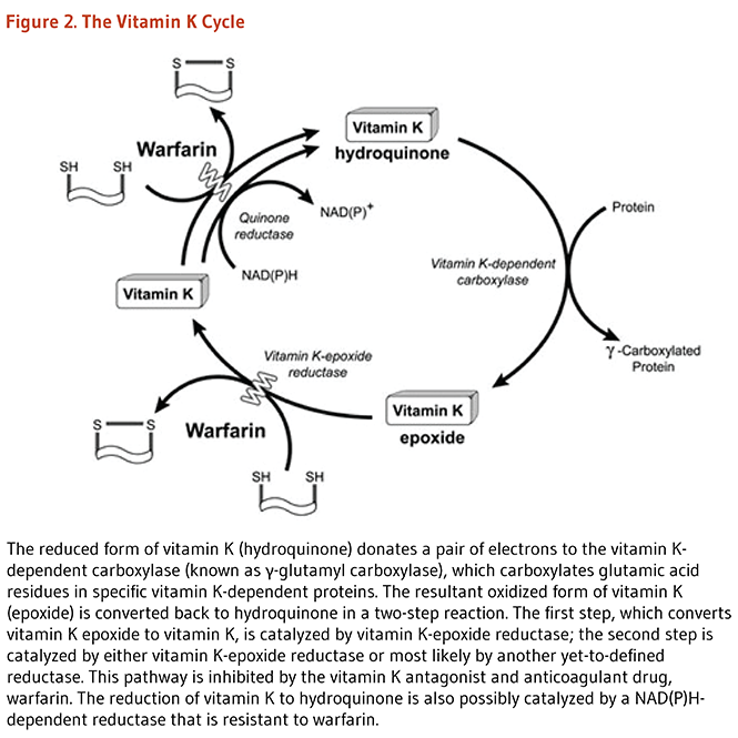 4-hydroxycoumarin (warfarin) and similar drugs are competitive inhibitors of vitamin K epoxide reductase, an enzyme that recycles vitamin K and allows it to continue oxidizing. This was first discovered by 2 groups in 1974./39