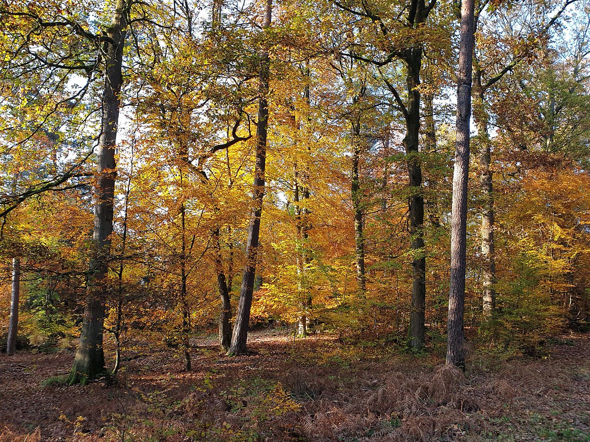 Pourquoi les #arbres changent-ils de couleur à l’#automne ? Que font les végétaux pour se protéger du froid ? Pourquoi certains perdent-ils leurs feuilles et d’autres non ? Réponses avec les équipes de l'#ONF sur onf.fr/onf/+/857 !