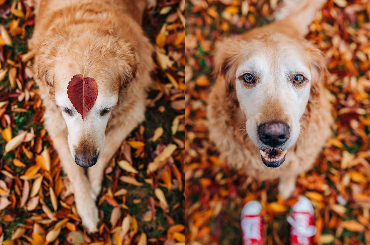 ThatJessi's tweet photo. Let me tell you 'bout my best friend. 🎶
#thatjessiphotography #photography #GoldenRetrievers #fall #leaves #converse #dogsoftwitter #dogs #golden #furry #furbaby #pets #fallvibes #BestFriend #potd #petsmart https://t.co/5PP1LVOMY6