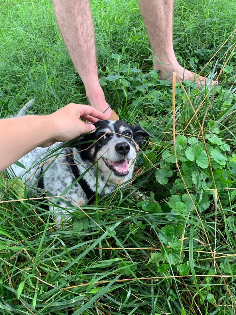 MtPLibFriends's tweet image. Meet our Pet of the Week! 
1. Name: Sophie
2. Age: old lady
3. Favorite place to read: overlooking Piney Branch 
4. Favorite snack: crumbs of Hilana Falafel 
5. Currently reading? “Whose Story Is This?” by Rebecca Solnit 
#dcpubliclibrary 
#friendsofthelibrary
#libraryfriends