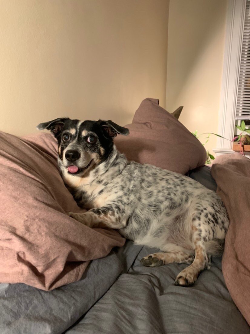 MtPLibFriends's tweet image. Meet our Pet of the Week! 
1. Name: Sophie
2. Age: old lady
3. Favorite place to read: overlooking Piney Branch 
4. Favorite snack: crumbs of Hilana Falafel 
5. Currently reading? “Whose Story Is This?” by Rebecca Solnit 
#dcpubliclibrary 
#friendsofthelibrary
#libraryfriends