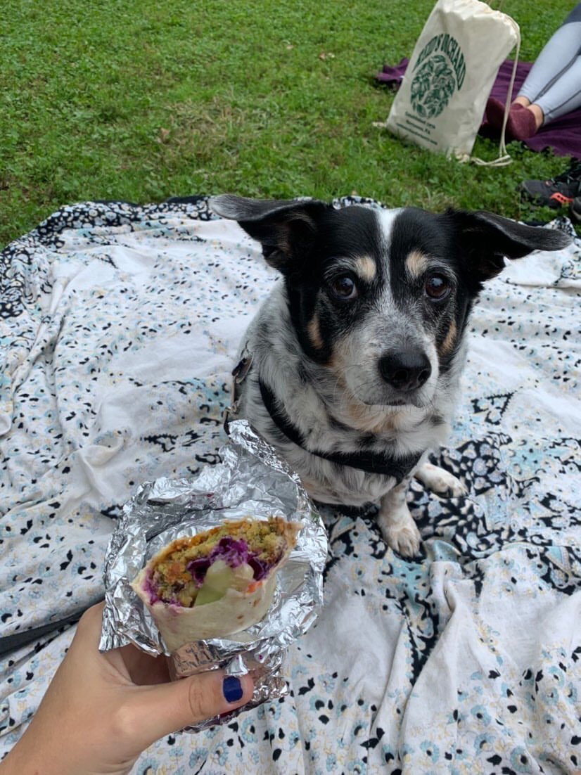 MtPLibFriends's tweet image. Meet our Pet of the Week! 
1. Name: Sophie
2. Age: old lady
3. Favorite place to read: overlooking Piney Branch 
4. Favorite snack: crumbs of Hilana Falafel 
5. Currently reading? “Whose Story Is This?” by Rebecca Solnit 
#dcpubliclibrary 
#friendsofthelibrary
#libraryfriends