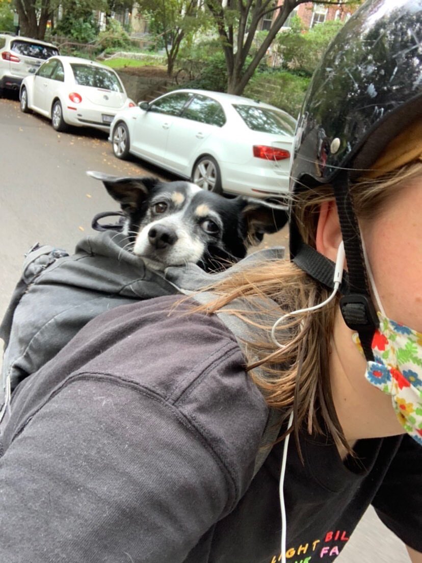 MtPLibFriends's tweet image. Meet our Pet of the Week! 
1. Name: Sophie
2. Age: old lady
3. Favorite place to read: overlooking Piney Branch 
4. Favorite snack: crumbs of Hilana Falafel 
5. Currently reading? “Whose Story Is This?” by Rebecca Solnit 
#dcpubliclibrary 
#friendsofthelibrary
#libraryfriends