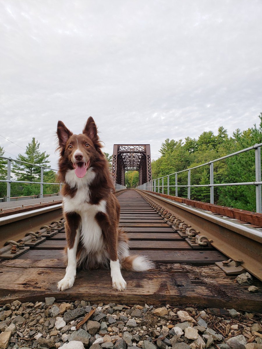 AgilitywAmanda's tweet photo. Always a fun day exploring with Winnie ππ
#exploring #travelingdog #travelingwithdogs #dogloversfeed #dogloversonly #dog #bordercollie #reddog #posingdog #dogposing #dogphoto #dogphotography #selfiewithdog #railroadtracks #railroadphotography #railroadphoto https://t.co/wqGz72hWTo