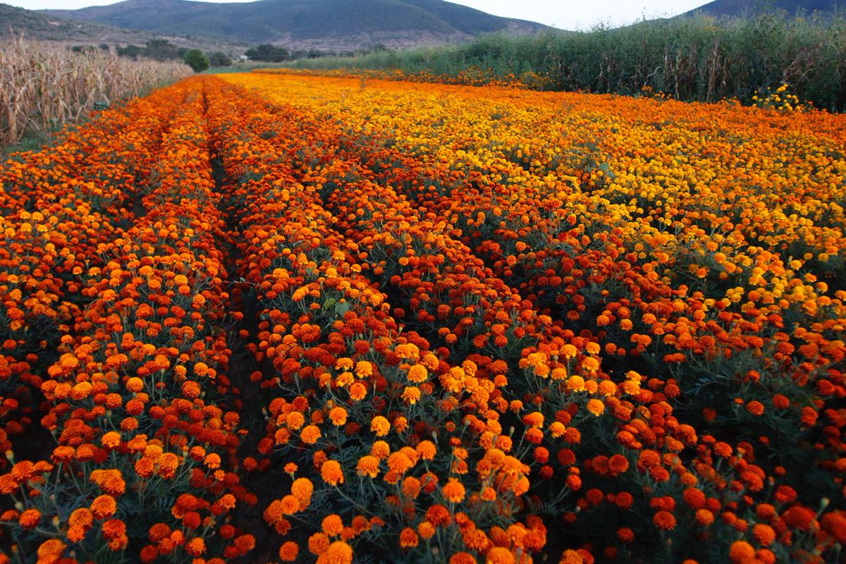 JuanCRiveraC's tweet photo. En esta temporada, nuestros campos se tiñen de naranja por los sembradíos de flor de cempasúchil, uno de los elementos más tradicionales que adornan los altares y ofrendas, y que enmarcan la esencia de las celebraciones de #DíaDeMuertos. ¡Vivamos nuestras tradiciones en casa! https://t.co/UzwF1w55xw