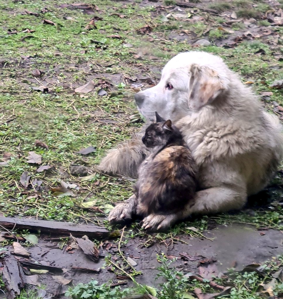 RuthandLess's tweet photo. La montesita cumplió 1 añito hoy, la bff de los perrex de la casa. https://t.co/iQMtm6CIDX