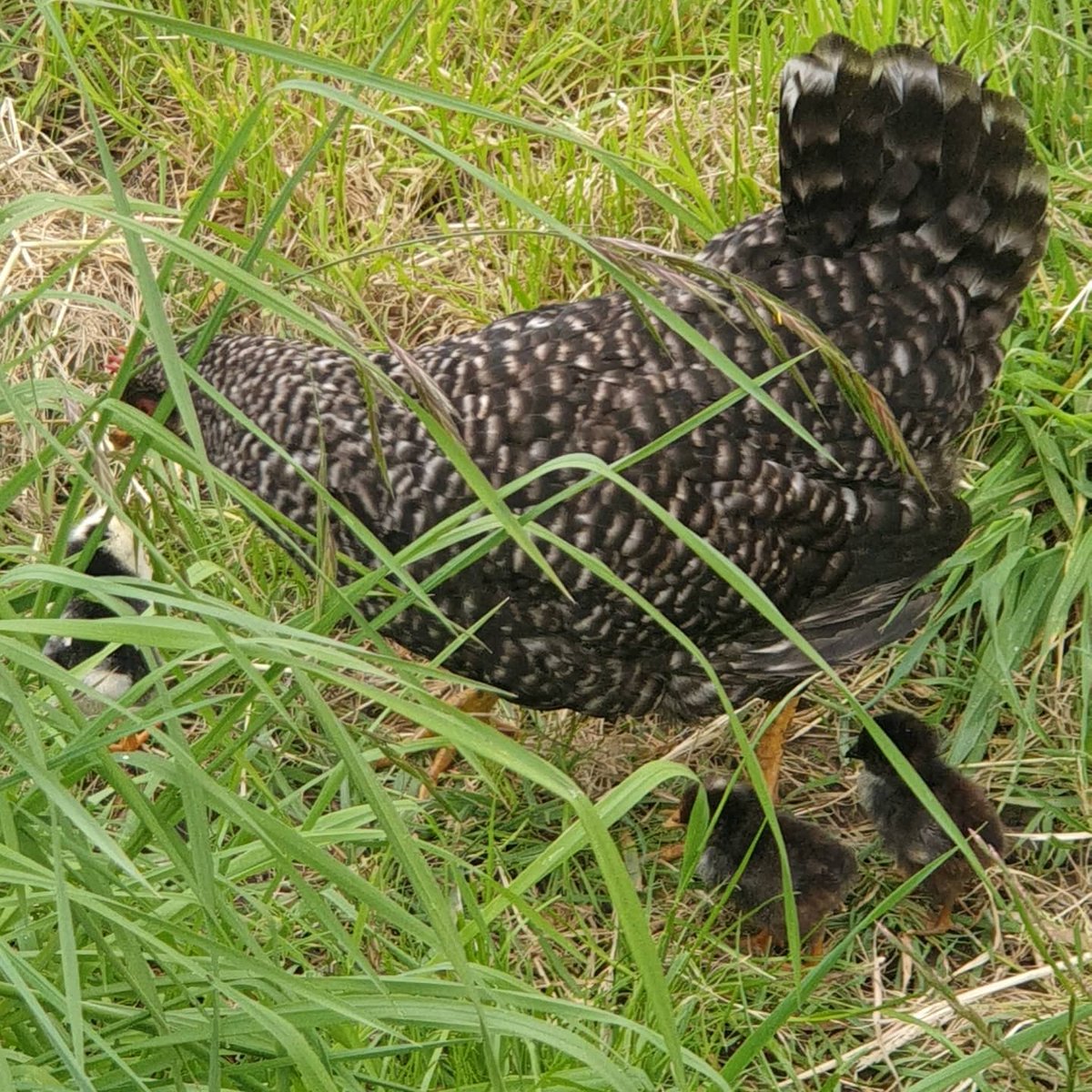 RayMondeDeux's tweet photo. A spring surprise. I didn't even know she was sitting
#anconas https://t.co/vA6juvWCkt