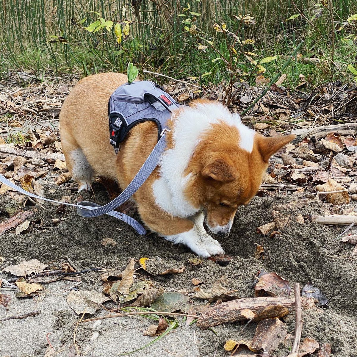 Oliver_TheCorgi's tweet image. This was from #Sunday we did a #FunWalk 😊 Corgidad took us on a #FunAdventure!😁
Ollie found a bunch of sticks to chew on, and found one buried in the sand (he enjoyed that one) 🤣
-
Have a wonderful #monday everyone and stay safe ❤️#corgilove #corgismile #fundaymonday