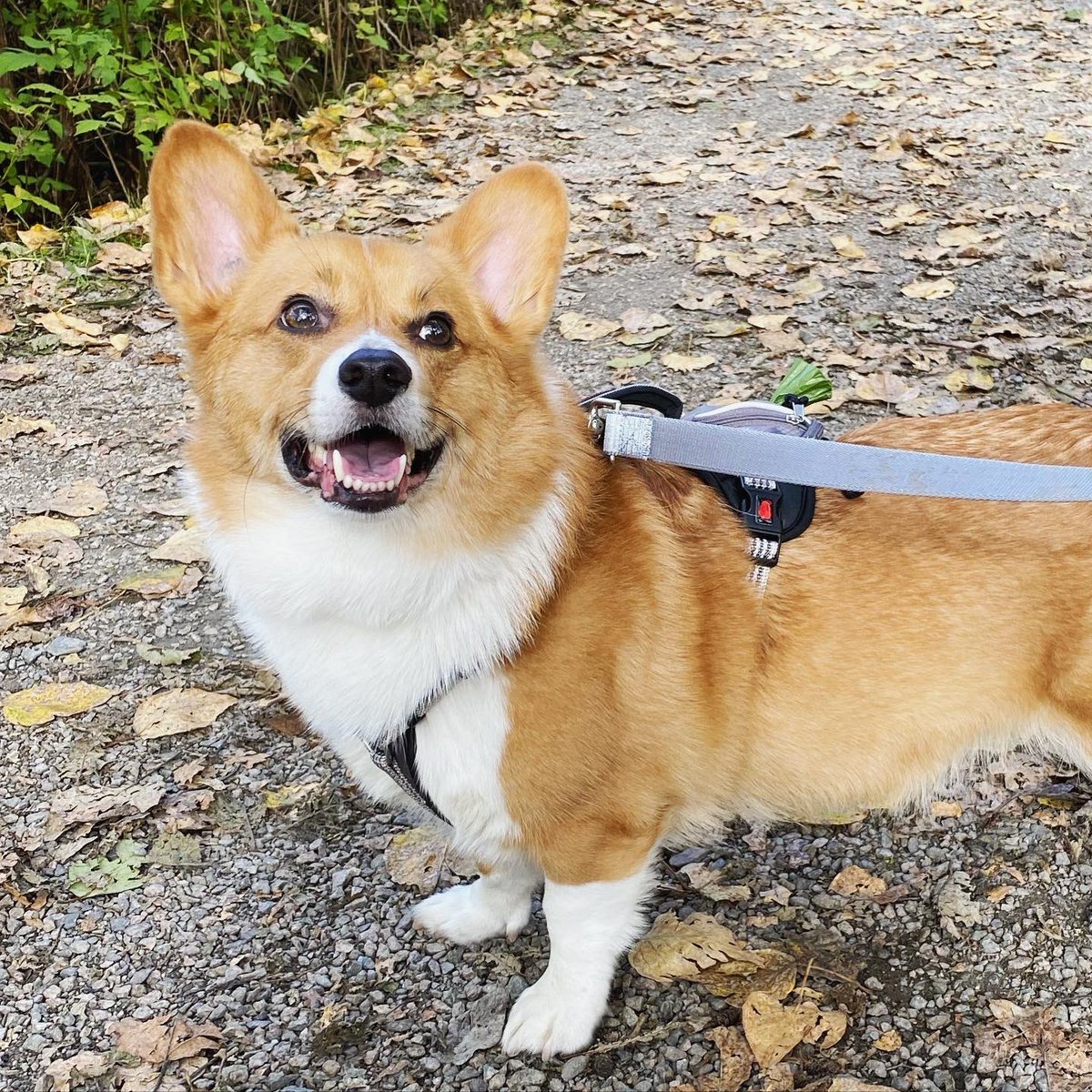Oliver_TheCorgi's tweet image. This was from #Sunday we did a #FunWalk 😊 Corgidad took us on a #FunAdventure!😁
Ollie found a bunch of sticks to chew on, and found one buried in the sand (he enjoyed that one) 🤣
-
Have a wonderful #monday everyone and stay safe ❤️#corgilove #corgismile #fundaymonday
