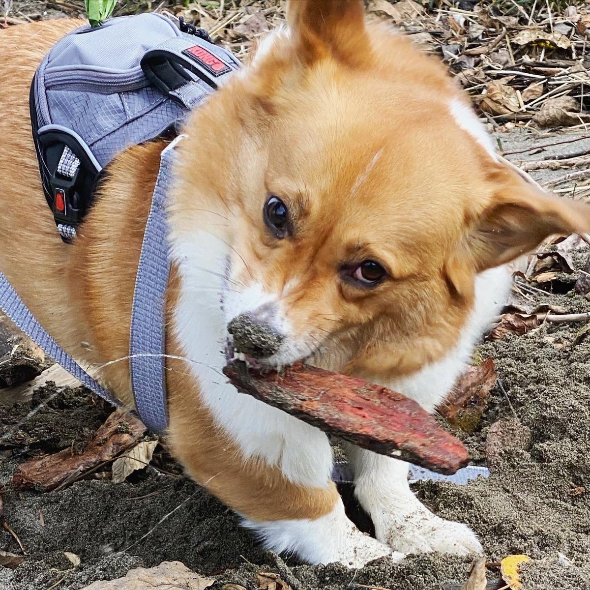 Oliver_TheCorgi's tweet image. This was from #Sunday we did a #FunWalk 😊 Corgidad took us on a #FunAdventure!😁
Ollie found a bunch of sticks to chew on, and found one buried in the sand (he enjoyed that one) 🤣
-
Have a wonderful #monday everyone and stay safe ❤️#corgilove #corgismile #fundaymonday
