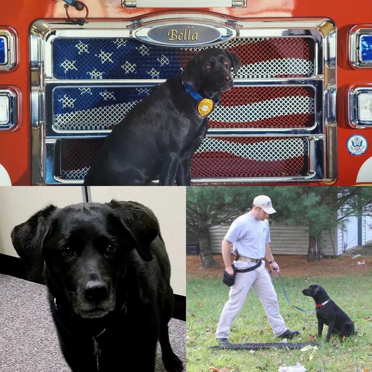 WichitaFireDept's tweet photo. WFD has learned of the passing of a very dear colleague and friend. Retired Accelerant Detection K-9, Bella, passed away on Friday, just weeks shy of her 13th birthday. Bella was the 4th arson K-9 with WFD, she began in 12/2008. #RainbowBridge #ArsonK9 #WichitaFD #ICTbravest https://t.co/yyALX8v0WI