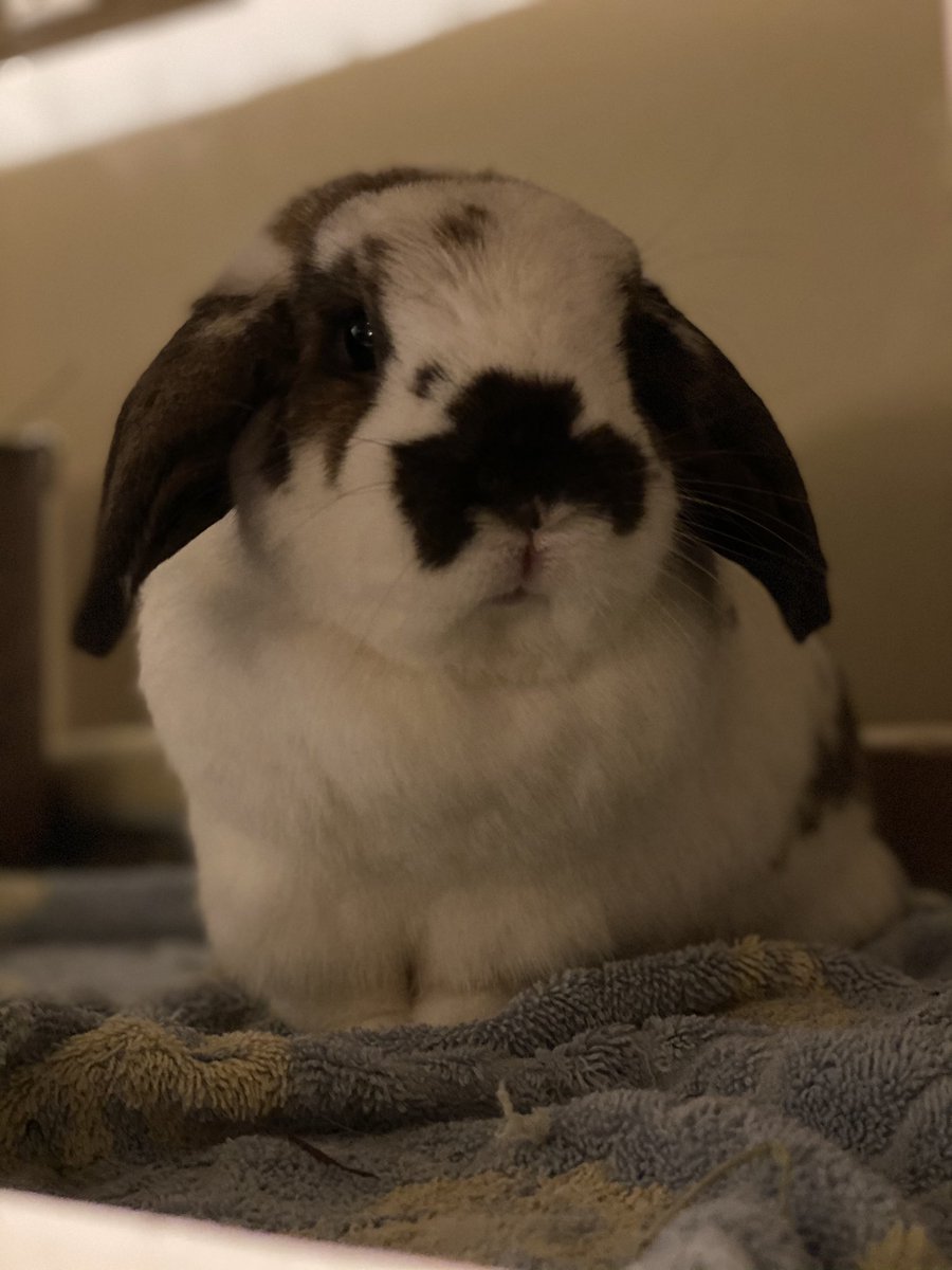 Portrait mode buns