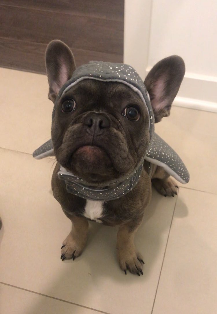 dog_rates's tweet photo. We only rate dogs. Just because Halloween is coming pup doesn’t mean we’ll rate your baby stingray. Please send dogs... 12/10 might still pet https://t.co/9kAlIuVRKe