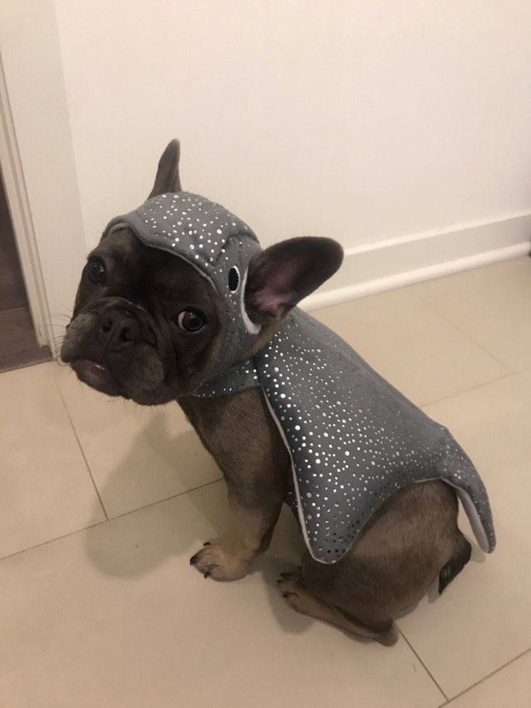 We only rate dogs. Just because Halloween is coming pup doesn’t mean we’ll rate your baby stingray. Please send dogs... 12/10 might still pet