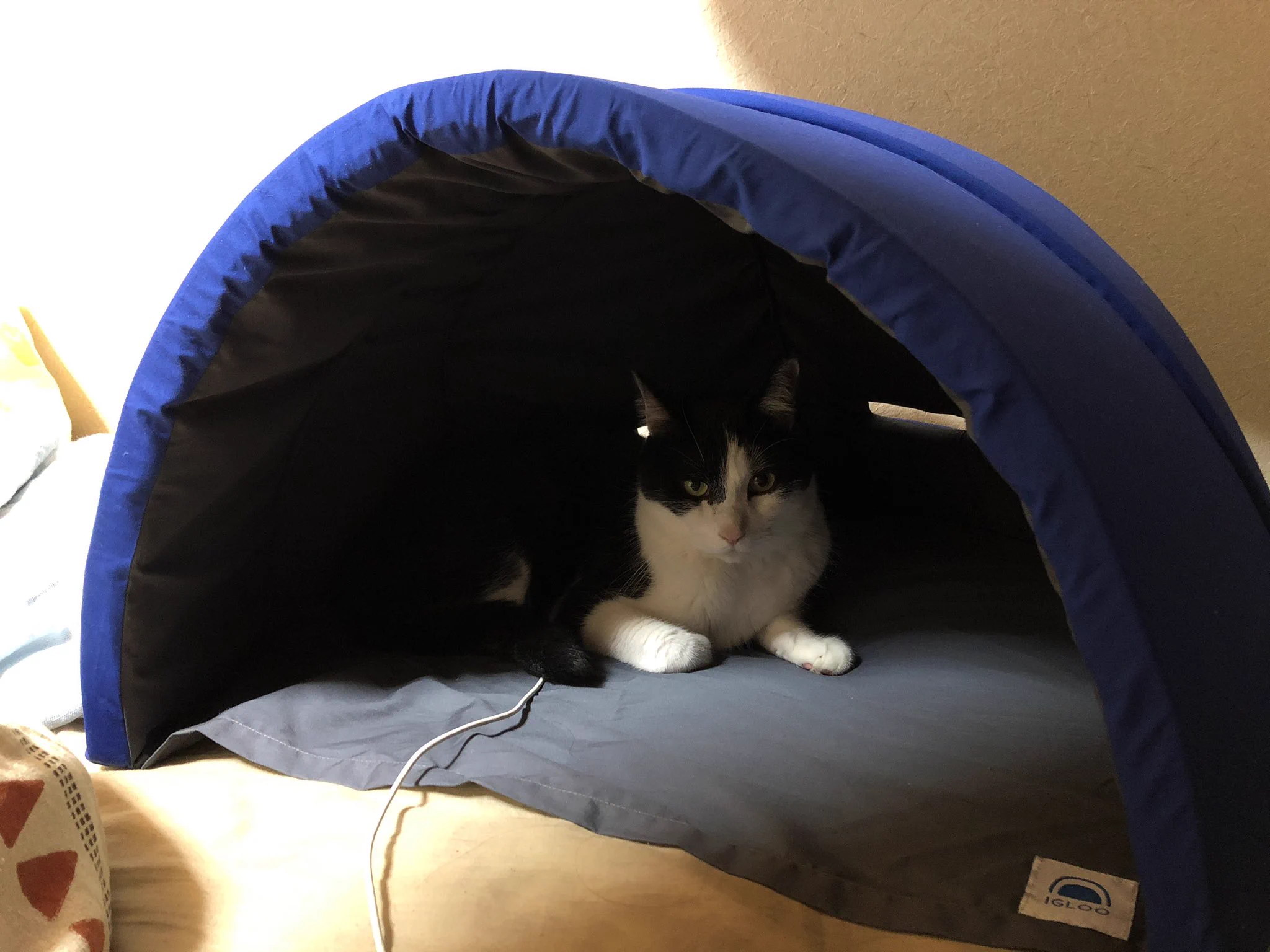 快眠ドームを購入！猫ちゃんも我がもの顔で潜り込むｗｗ