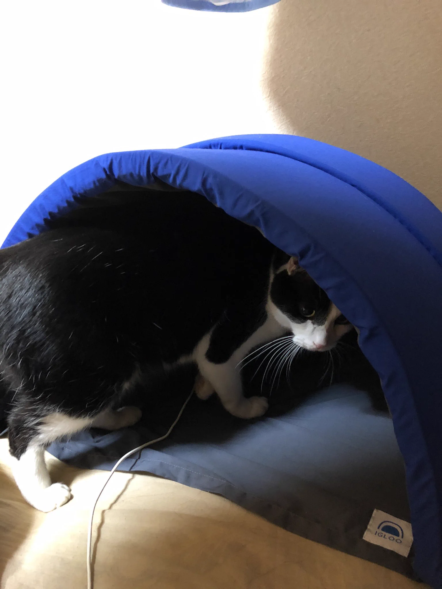 快眠ドームを購入！猫ちゃんも我がもの顔で潜り込むｗｗ