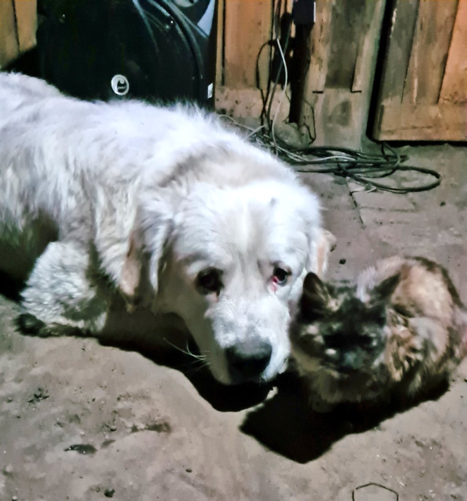 RuthandLess's tweet photo. La montesita cumplió 1 añito hoy, la bff de los perrex de la casa. https://t.co/iQMtm6CIDX
